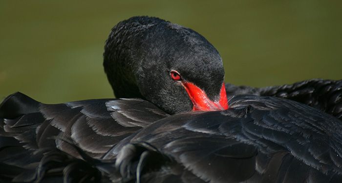 Forbedre Blive skør morder Black swan events and the '10 best days' myth